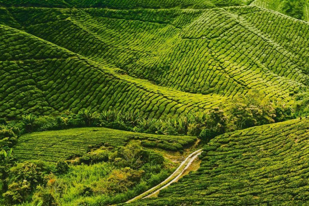 Camlodge Budget Hotel Cameron Highlands Eksteriør billede